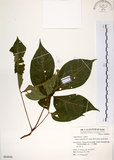 中文名:魚木(S064046)學名:Crateva adansonii DC. subsp. formosensis Jacobs(S064046)英文名:Spider tree