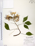 中文名:魚木(S125796)學名:Crateva adansonii DC. subsp. formosensis Jacobs(S125796)英文名:Spider tree
