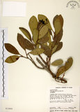 中文名:珊瑚樹 (S013005)學名:Viburnum odoratissimum Ker(S013005)英文名:Sweet Viburnum