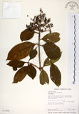 中文名:珊瑚樹 (S013350)學名:Viburnum odoratissimum Ker(S013350)英文名:Sweet Viburnum