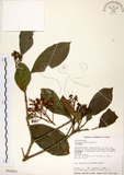 中文名:珊瑚樹 (S014051)學名:Viburnum odoratissimum Ker(S014051)英文名:Sweet Viburnum