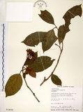 中文名:珊瑚樹 (S014640)學名:Viburnum odoratissimum Ker(S014640)英文名:Sweet Viburnum