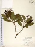 中文名:珊瑚樹 (S014696)學名:Viburnum odoratissimum Ker(S014696)英文名:Sweet Viburnum