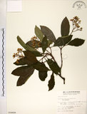 中文名:珊瑚樹 (S014699)學名:Viburnum odoratissimum Ker(S014699)英文名:Sweet Viburnum