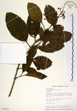 中文名:珊瑚樹 (S015011)學名:Viburnum odoratissimum Ker(S015011)英文名:Sweet Viburnum