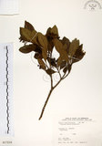 中文名:珊瑚樹 (S017216)學名:Viburnum odoratissimum Ker(S017216)英文名:Sweet Viburnum