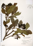 中文名:珊瑚樹 (S018079)學名:Viburnum odoratissimum Ker(S018079)英文名:Sweet Viburnum