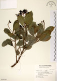中文名:珊瑚樹 (S018114)學名:Viburnum odoratissimum Ker(S018114)英文名:Sweet Viburnum