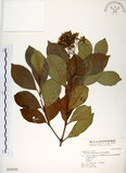 中文名:珊瑚樹 (S018191)學名:Viburnum odoratissimum Ker(S018191)英文名:Sweet Viburnum