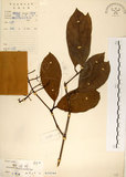 中文名:珊瑚樹 (S019344)學名:Viburnum odoratissimum Ker(S019344)英文名:Sweet Viburnum