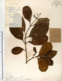 中文名:珊瑚樹 (S019345)學名:Viburnum odoratissimum Ker(S019345)英文名:Sweet Viburnum