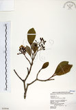 中文名:珊瑚樹 (S020046)學名:Viburnum odoratissimum Ker(S020046)英文名:Sweet Viburnum