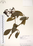 中文名:珊瑚樹 (S030591)學名:Viburnum odoratissimum Ker(S030591)英文名:Sweet Viburnum