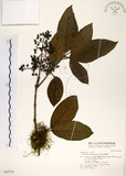 中文名:珊瑚樹 (S030725)學名:Viburnum odoratissimum Ker(S030725)英文名:Sweet Viburnum