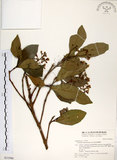 中文名:珊瑚樹 (S031996)學名:Viburnum odoratissimum Ker(S031996)英文名:Sweet Viburnum
