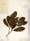 中文名:珊瑚樹 (S032914)學名:Viburnum odoratissimum Ker(S032914)英文名:Sweet Viburnum