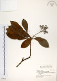 中文名:珊瑚樹 (S034619)學名:Viburnum odoratissimum Ker(S034619)英文名:Sweet Viburnum