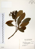 中文名:珊瑚樹 (S034685)學名:Viburnum odoratissimum Ker(S034685)英文名:Sweet Viburnum
