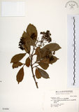 中文名:珊瑚樹 (S034686)學名:Viburnum odoratissimum Ker(S034686)英文名:Sweet Viburnum