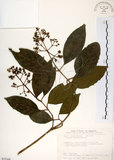 中文名:珊瑚樹 (S035366)學名:Viburnum odoratissimum Ker(S035366)英文名:Sweet Viburnum