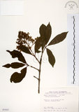 中文名:珊瑚樹 (S035527)學名:Viburnum odoratissimum Ker(S035527)英文名:Sweet Viburnum