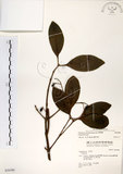 中文名:珊瑚樹 (S036586)學名:Viburnum odoratissimum Ker(S036586)英文名:Sweet Viburnum