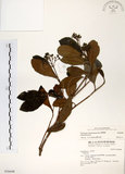 中文名:珊瑚樹 (S036648)學名:Viburnum odoratissimum Ker(S036648)英文名:Sweet Viburnum
