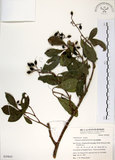 中文名:珊瑚樹 (S039843)學名:Viburnum odoratissimum Ker(S039843)英文名:Sweet Viburnum