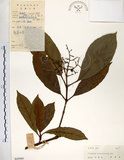 中文名:珊瑚樹 (S045060)學名:Viburnum odoratissimum Ker(S045060)英文名:Sweet Viburnum
