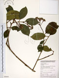 中文名:珊瑚樹 (S050458)學名:Viburnum odoratissimum Ker(S050458)英文名:Sweet Viburnum