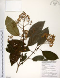 中文名:珊瑚樹 (S050465)學名:Viburnum odoratissimum Ker(S050465)英文名:Sweet Viburnum