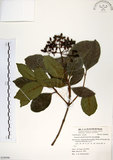 中文名:珊瑚樹 (S058946)學名:Viburnum odoratissimum Ker(S058946)英文名:Sweet Viburnum