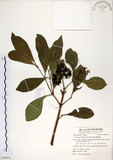 中文名:珊瑚樹 (S058974)學名:Viburnum odoratissimum Ker(S058974)英文名:Sweet Viburnum
