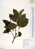 中文名:珊瑚樹 (S062563)學名:Viburnum odoratissimum Ker(S062563)英文名:Sweet Viburnum