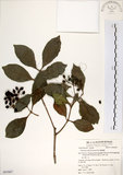 中文名:珊瑚樹 (S062867)學名:Viburnum odoratissimum Ker(S062867)英文名:Sweet Viburnum