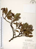中文名:珊瑚樹 (S063374)學名:Viburnum odoratissimum Ker(S063374)英文名:Sweet Viburnum