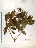 中文名:珊瑚樹 (S076254)學名:Viburnum odoratissimum Ker(S076254)英文名:Sweet Viburnum