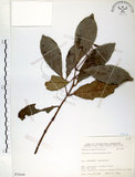 中文名:珊瑚樹 (S076345)學名:Viburnum odoratissimum Ker(S076345)英文名:Sweet Viburnum