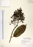 中文名:珊瑚樹 (S077945)學名:Viburnum odoratissimum Ker(S077945)英文名:Sweet Viburnum