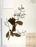 中文名:珊瑚樹 (S083494)學名:Viburnum odoratissimum Ker(S083494)英文名:Sweet Viburnum