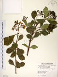 中文名:珊瑚樹 (S085738)學名:Viburnum odoratissimum Ker(S085738)英文名:Sweet Viburnum