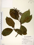 中文名:珊瑚樹 (S094873)學名:Viburnum odoratissimum Ker(S094873)英文名:Sweet Viburnum
