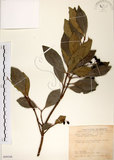 中文名:珊瑚樹 (S099308)學名:Viburnum odoratissimum Ker(S099308)英文名:Sweet Viburnum