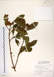 中文名:珊瑚樹 (S100408)學名:Viburnum odoratissimum Ker(S100408)英文名:Sweet Viburnum