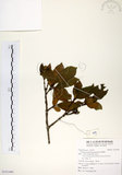 中文名:珊瑚樹 (S101406)學名:Viburnum odoratissimum Ker(S101406)英文名:Sweet Viburnum