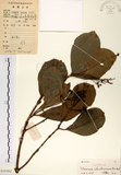 中文名:珊瑚樹 (S102862)學名:Viburnum odoratissimum Ker(S102862)英文名:Sweet Viburnum