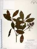 中文名:珊瑚樹 (S115556)學名:Viburnum odoratissimum Ker(S115556)英文名:Sweet Viburnum