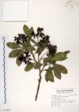 中文名:珊瑚樹 (S118654)學名:Viburnum odoratissimum Ker(S118654)英文名:Sweet Viburnum