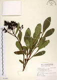 中文名:珊瑚樹 (S119401)學名:Viburnum odoratissimum Ker(S119401)英文名:Sweet Viburnum