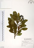 中文名:珊瑚樹 (S119486)學名:Viburnum odoratissimum Ker(S119486)英文名:Sweet Viburnum